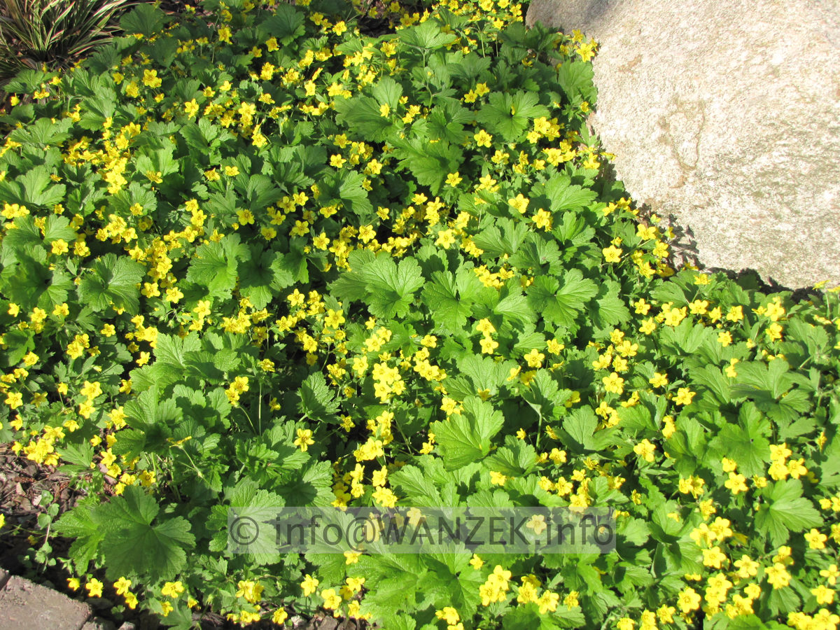 Waldsteinia ternata 04.JPG